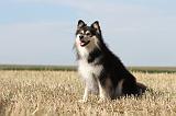 CHIEN FINNOIS DE LAPONIE 623